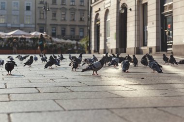 Krakow Polonya 'nın ana meydanında sabahın erken saatlerinde güvercinler