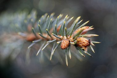 Genç filizi olan ladin ağacı dalı; bokeh arkaplanı; yakın plan