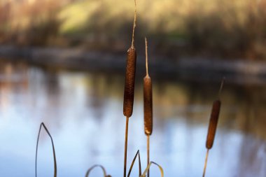 Şehir parkı gölünün kıyısında sazlıklar (Typha latifolia) sonbahar manzarası. Yakın plan; renkli bulanık arkaplan.