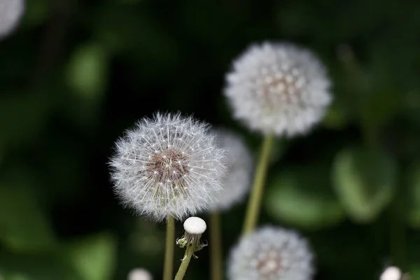 White dandelion head in high green summer grass on a Sunny day at the edge of the forest, nature in summer, grass background — Stock Photo, Image