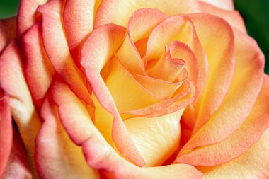 ?Renkli sarı-kırmızı gül Bud yakın plan. Seçici odak, bulanık arkaplan