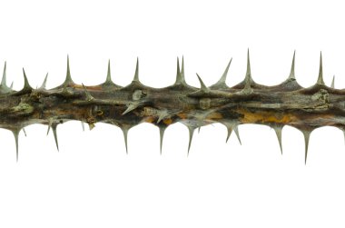 Tehlikeli ve korkutucu diken doğa temsil eder.