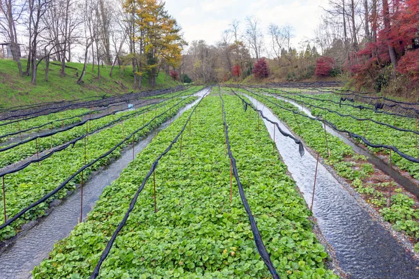 Groene Wasabi Plant Veld Nagano Japan — Stockfoto