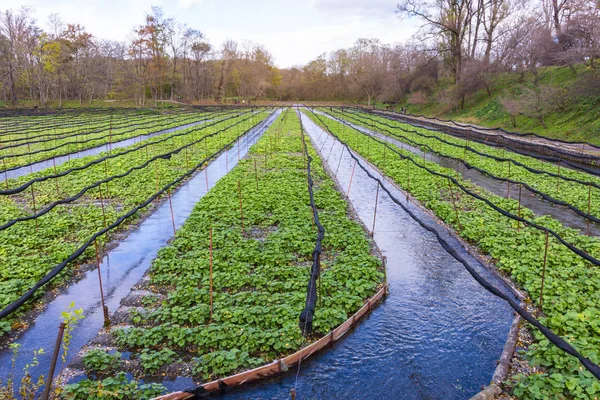 Groene Wasabi Plant Veld Nagano Japan Rechtenvrije Stockafbeeldingen