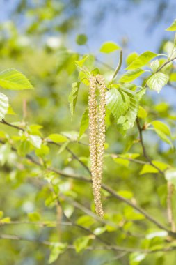 Bahar huş ağacı çiçeği