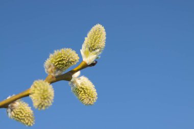 Willow kedicikler mavi gökyüzü karşı