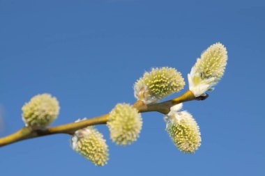 Willow kedicikler mavi gökyüzü karşı