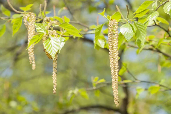 Bahar huş ağacı çiçeği — Stok fotoğraf