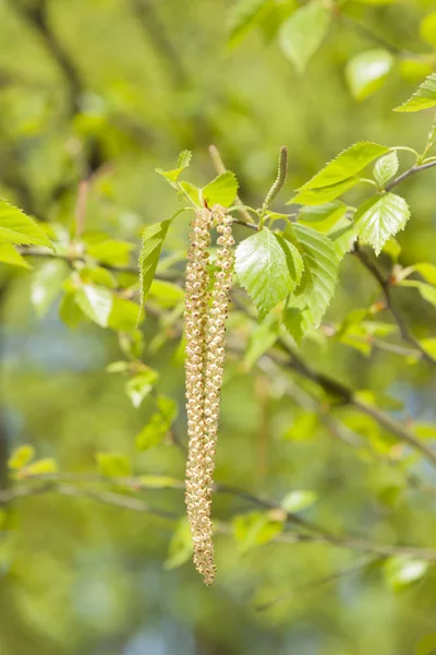 Bahar huş ağacı çiçeği — Stok fotoğraf