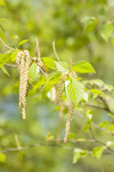 Bahar huş ağacı çiçeği — Stok fotoğraf