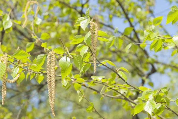 Bahar huş ağacı çiçeği