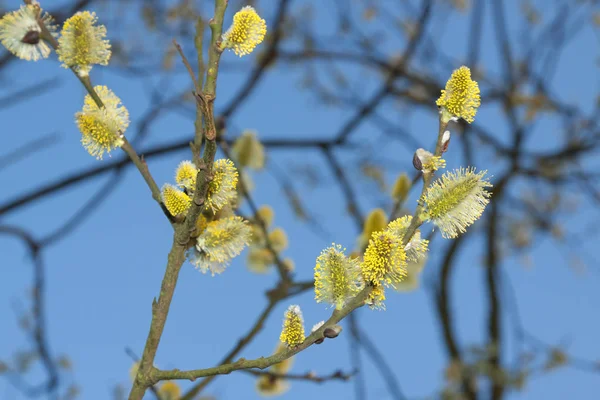 Willow bloeiwijzen tegen blauwe hemel — Stockfoto