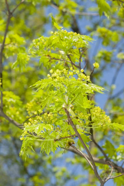 Acer flor na primavera — Fotografia de Stock