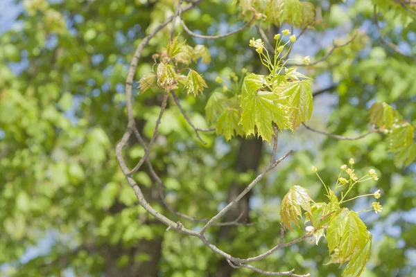 Acer floraison au printemps — Photo