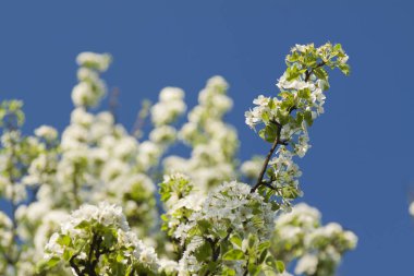 Yabani kiraz çiçeği