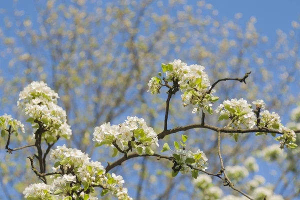 Flor de cerezo silvestre —  Fotos de Stock