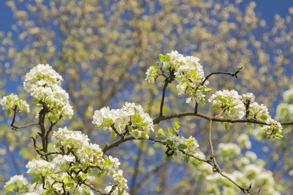 Flor de cerezo silvestre — Foto de Stock