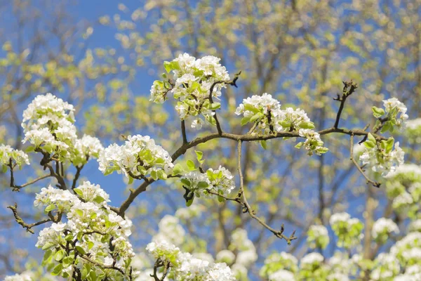 野生の桜 — ストック写真