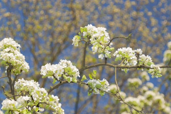 Flor de cerezo silvestre —  Fotos de Stock