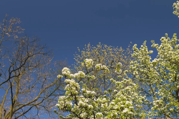 Flor de cereja selvagem — Fotografia de Stock