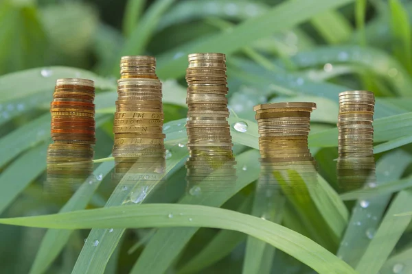 Gotas de lluvia en hojas de hierba de junco péndulo —  Fotos de Stock