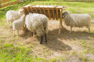 Sheep and Lambs at a Manger clipart