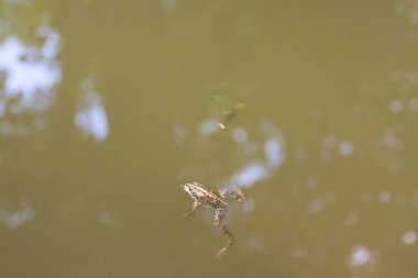 Kahverengi Kurbağa, Viev Önü