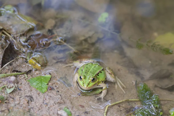 Sapo de água, Viev dianteiro — Fotografia de Stock