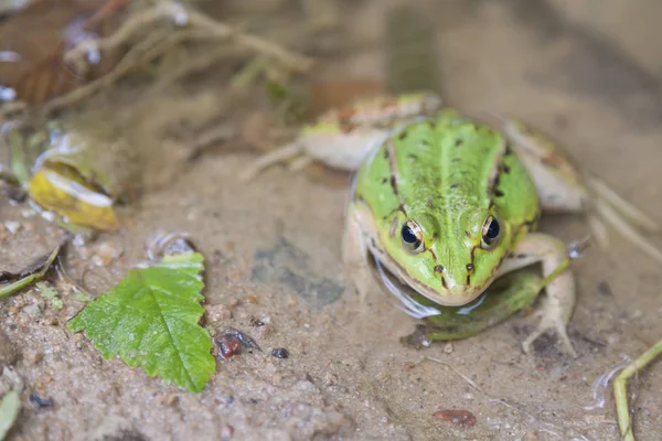 Waterkikker, vooraanzicht — Stockfoto