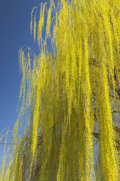 Plačící vrba Salix Babylonica Sunlit na jaře — Stock fotografie