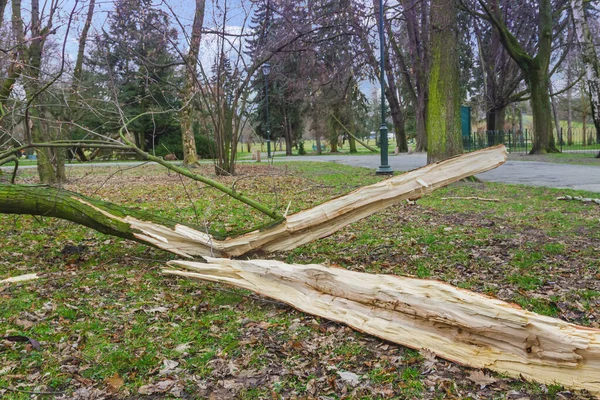 A tree fallen in a park during a gale extreme weather