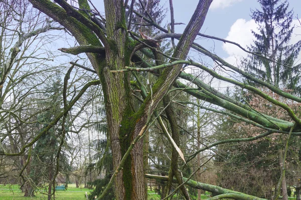 Şiddetli Bir Fırtınada Parkta Bir Ağaç Devrildi — Stok fotoğraf