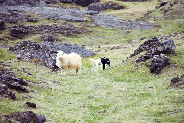 Owca z jagniętami — Zdjęcie stockowe