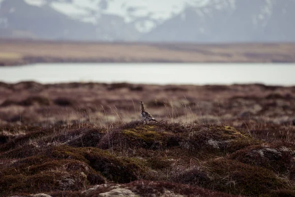 Alpesi hófajd — Stock Fotó