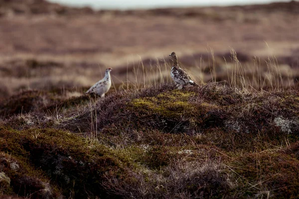 Fjällripa — Stockfoto