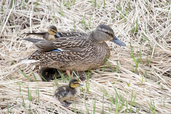 Mallards and  ducklings — Stock Photo, Image