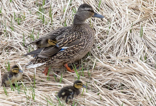 Mallards and  ducklings — Stock Photo, Image