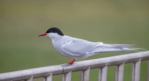 Arctic tern — Stock Photo, Image