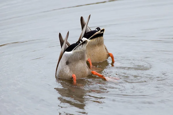 喂养的两只野鸭 — 图库照片