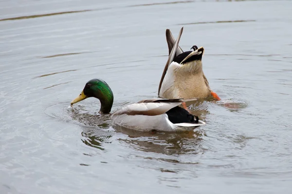 Two Mallards feeding — Stock Photo, Image