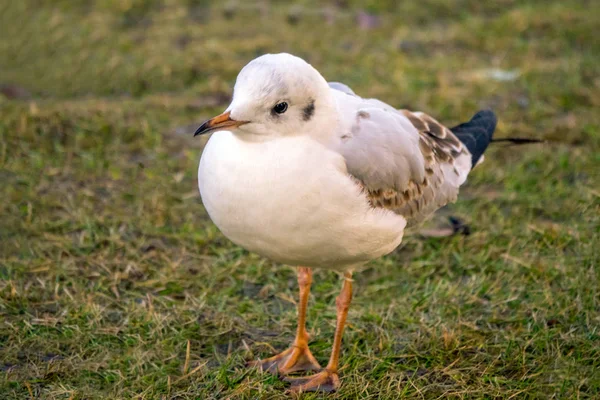 Gaivota de cabeça preta — Fotografia de Stock