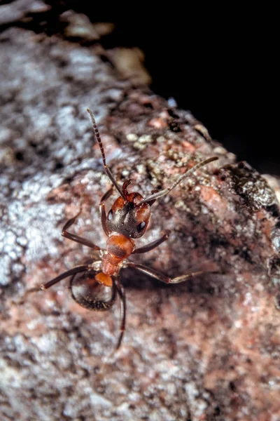 红色木蚂蚁 — 图库照片