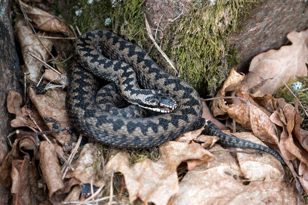 Северная гадюка
