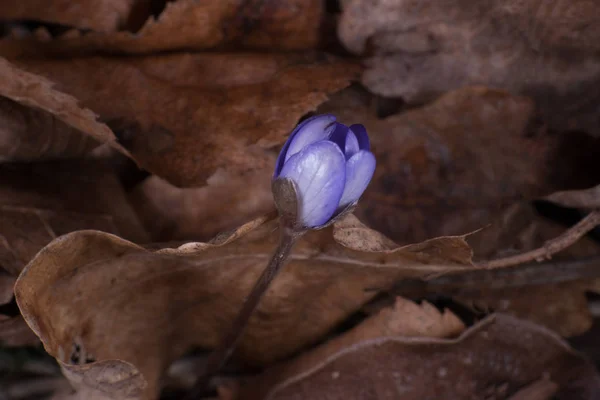 Common hepatica in spring — Stock Photo, Image