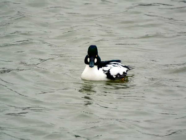 Společné goldeneye drake — Stock fotografie