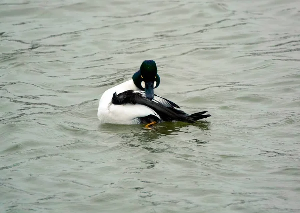 Gemeenschappelijke goldeneye drake — Stockfoto