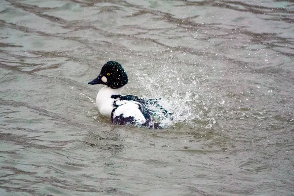 Společné goldeneye drake — Stock fotografie