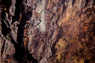 kırmızı ahşap karınca