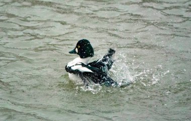 ortak goldeneye drake