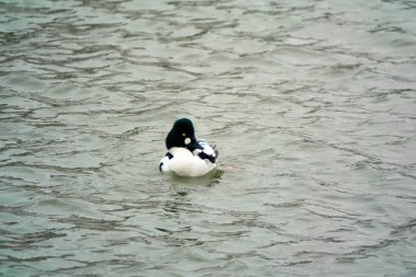 ortak goldeneye drake